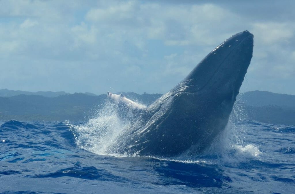 baleines las galeras samana whale dominicaine