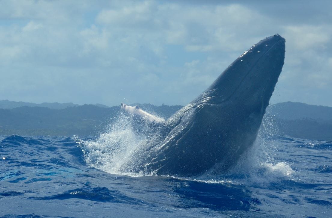 RÉPUBLIQUE DOMINICAINE : VOIR LES BALEINES A SAMANA - OlympiaOnBoard ...