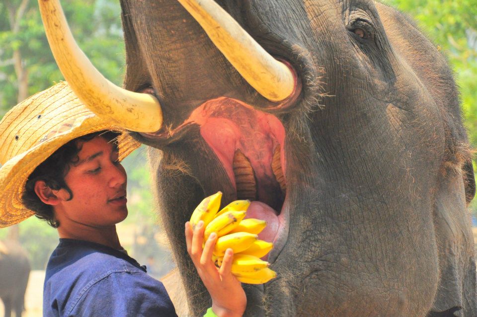 Elephant à Chiang Mai, Thailande