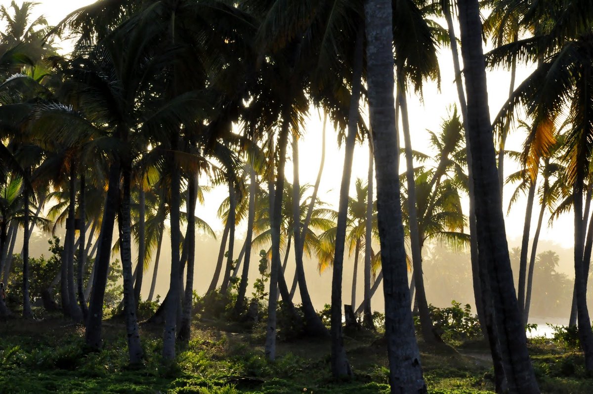 Cocoteraie, Las Galeras, Samana