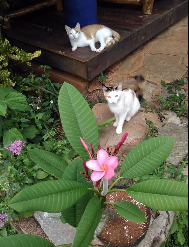 Les chats de la maison Les chats de la maison