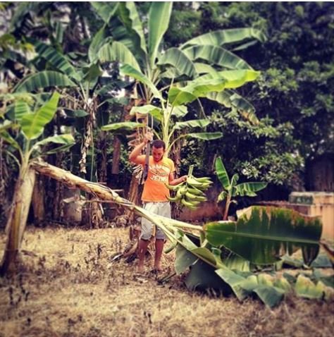 bananiers jardin en République Dominicaine machette