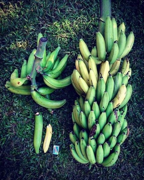 bananes plantain et bananes douces république dominicaine