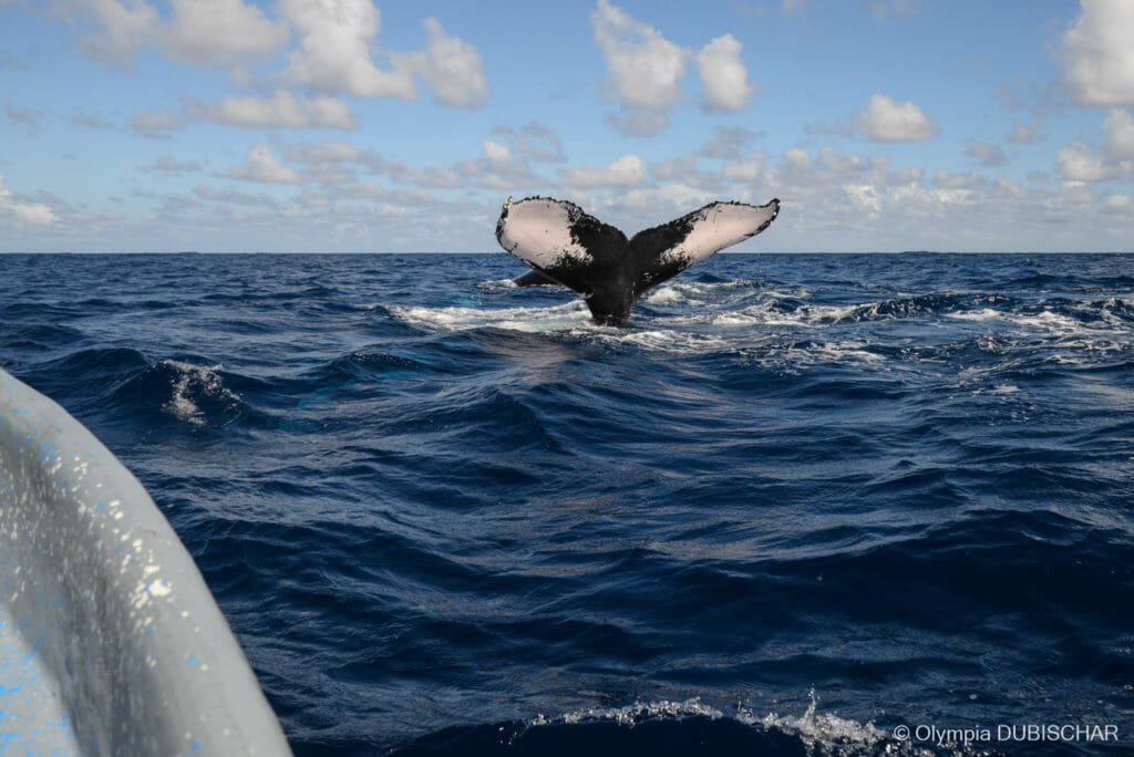 baleine république dominicaine olympiaonboard