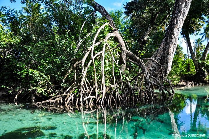 mangrove