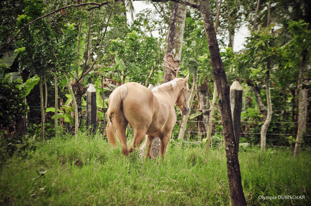 dominicaine, cheval, higuey, sabana de la mar, samana